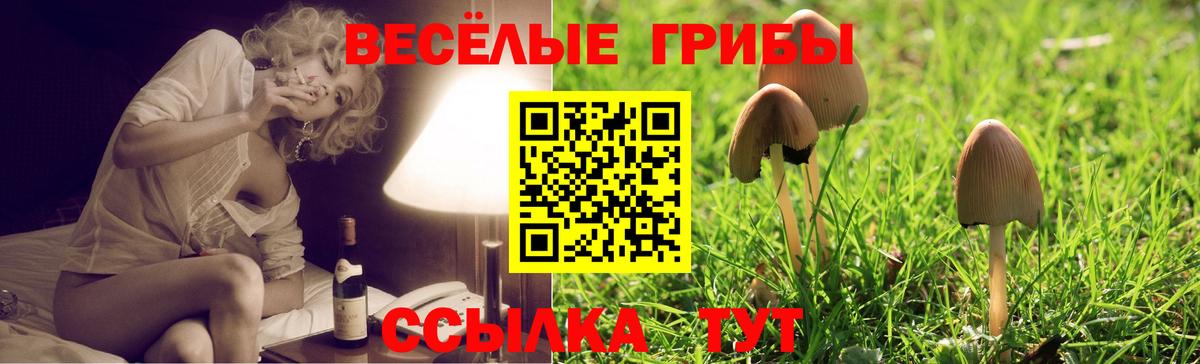 Североморск  Галлюциногенные грибы Cubensis  даркнет сайт  Вход с VPN 
